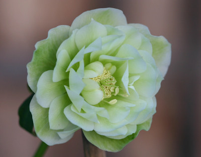 Helleborus3309.jpg