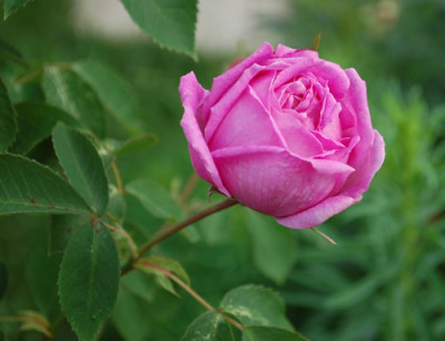 Cornet_0010__24439.jpg