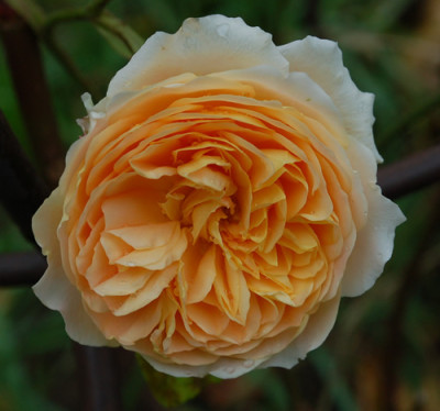 Crown_Princess_Margareta_0015__40807.jpg