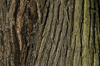 castanea_8396.jpg