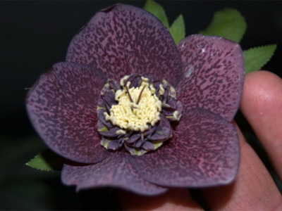 AnemoneZulaufF1.jpg