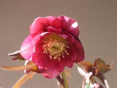 Lenzrose_gef_rot_Feb_09.jpg