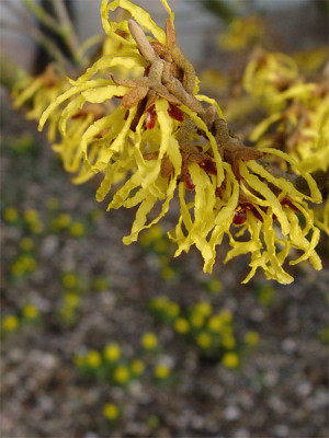 hamamelis_eranthis_2-gelber.jpg