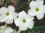 Oxalis_versicolor.jpg