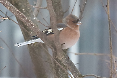 UnbekannterRoterVogel_6705.jpg