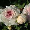 felicite-1_100x100.jpg