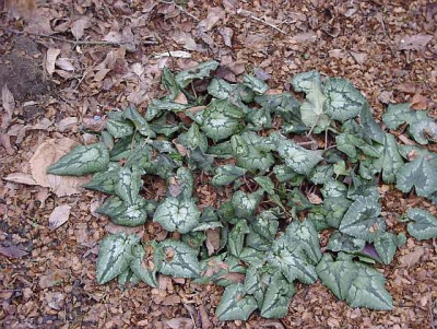 cyclamen3.jpg