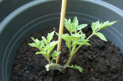 Tomate.27.05.2009.60.JPG