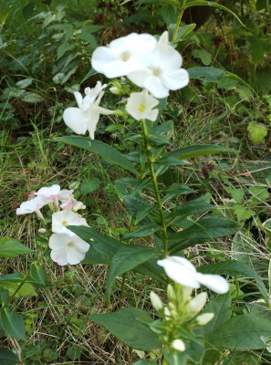 260924_Phlox.jpg