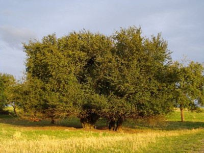 Kirschpflaume_600x600_100KB.jpg