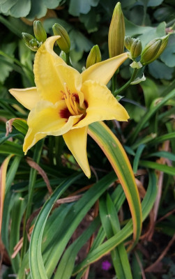 Hem. Siloam Bumblebee mit noch einigen Knospen