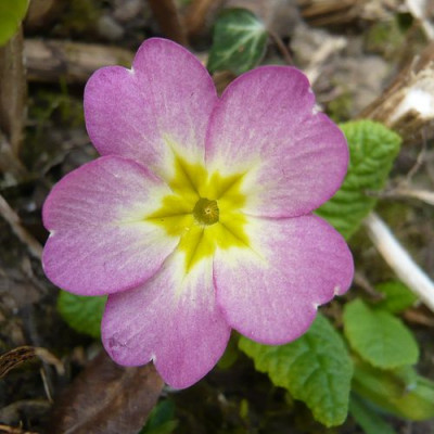 Primula_Hybride_2_fars_2009.jpg