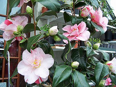 100_1792_Dainty_California_white_and_rose_____400.jpg