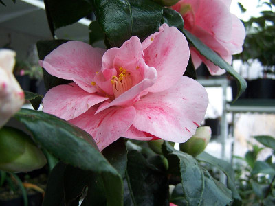 100_1793_Camellia_jap._Dainty_California_____800.jpg