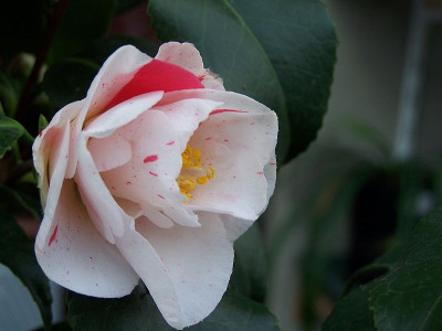 100_1796_C.jap._Dainty_California_normal_2_____800.jpg