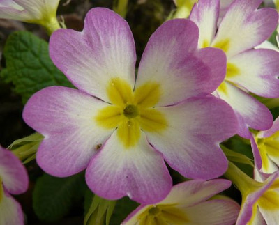 Primula_Hybride_3_fars_2009.jpg
