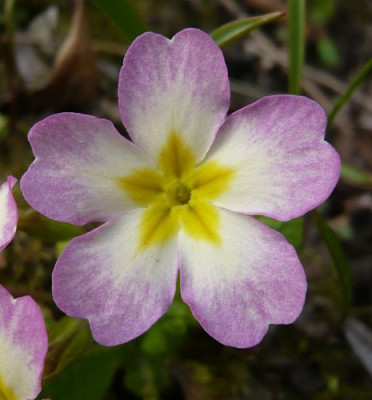 Primula_Hybride_4_fars_2009.jpg