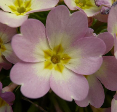 Primula_Hybride_5_fars_2009.jpg