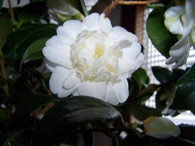 100_1806_Camellia_jap._Baby_Sis_____800.jpg