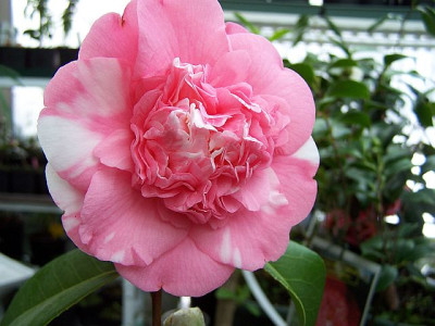 100_1785_C.ap._Chandleri_Elegans______640.jpg
