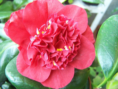 100_1783_Camellia_Canterbury____640.jpg