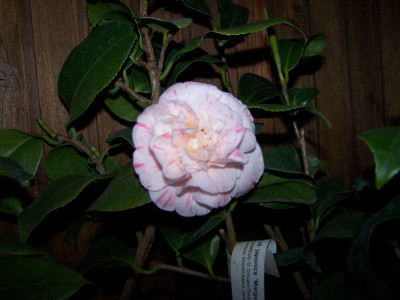 100_1109_Camellia_Marguerite_Gouillon__800.jpg