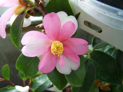 100_1797_Camellia_hybr._Yume_late_____800.jpg