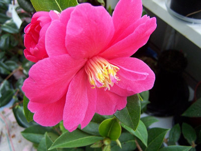 100_1790_Camellia_Paradise_Illumination_____800.jpg
