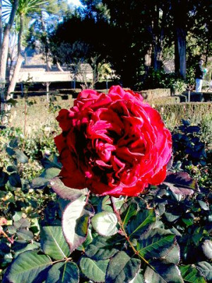 11_letzte_Rose.jpg