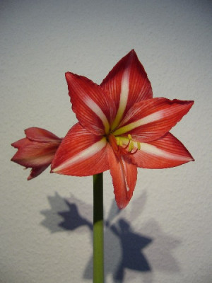 Hippeastrum_Santos_600x600_80KB.jpg