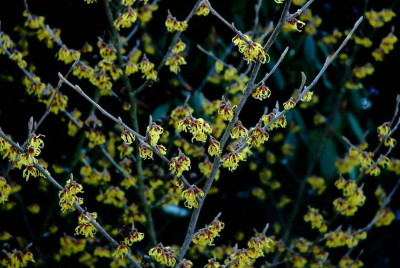 Hamamelis_1_15-02-2009.jpg