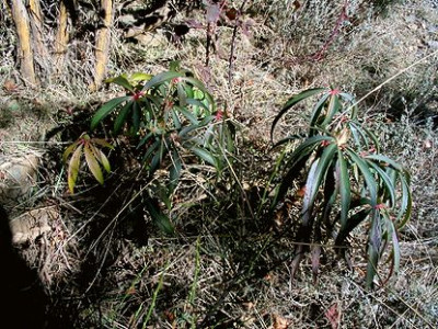 15_Helleborus_foetidus.jpg