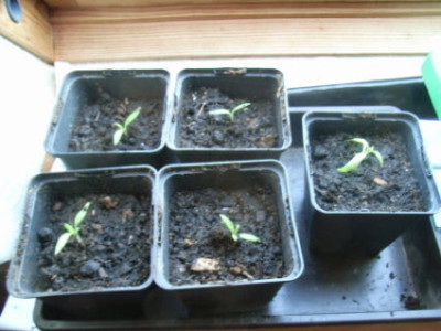 to-18.2.09_pikiert.JPG