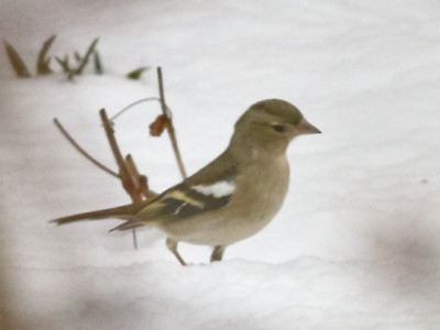Vogel_im_Schnee_6728.jpg