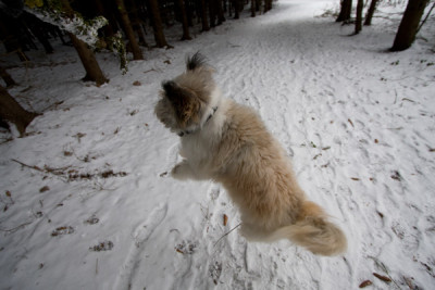 Springender_Hund_6660.jpg
