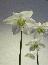 Eucharis_65x65_100KB.jpg