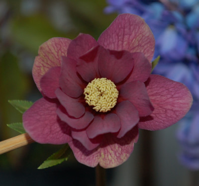 Bluete_im_Wintergarten_0010___2325.jpg