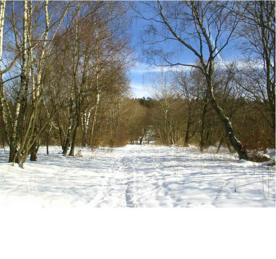 Hunderunde_19.02.09_zwo.jpg