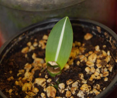 reticulatum_19.2.09.JPG