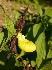 Cyp._calceolus2_70x70_100KB.jpg
