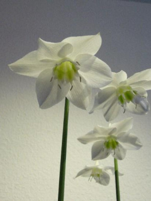 Eucharis_550x550_100KB.jpg