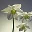 Eucharis_65x65.jpg