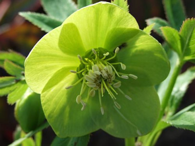 Helleborus_orient.jpg