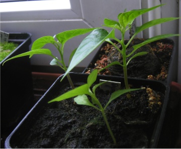 Habanero-white-typen.jpg