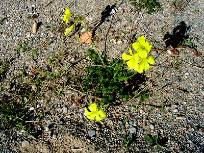 30_Oxalis.jpg