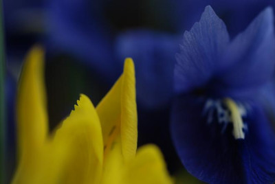 iris_retic_04.jpg