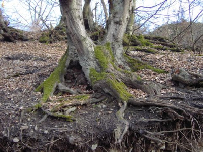 PICT1531.jpg