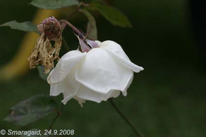 Mrs-H-Hawksworth-2008-09-24_3428.jpg