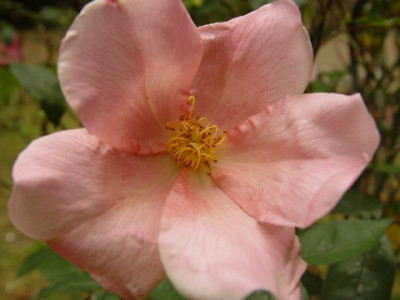 Mutabilis2.jpg