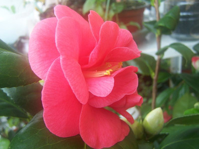 100_1822_Camellia_jap.__Latifolia__-3-__1834_____800.jpg